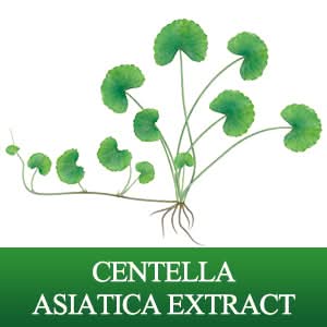 BREYLEE Acne Treatment Cream, Tea Tree Oil Acne Cream for Clearing Severe Acne, Breakout, Remove Pimple and Repair Skin (20ml,0.7oz) - Sccoti